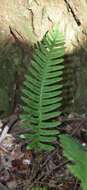 Polypodium appalachianum Haufler & Windham的圖片