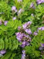 Image of Bodin's Milk-Vetch