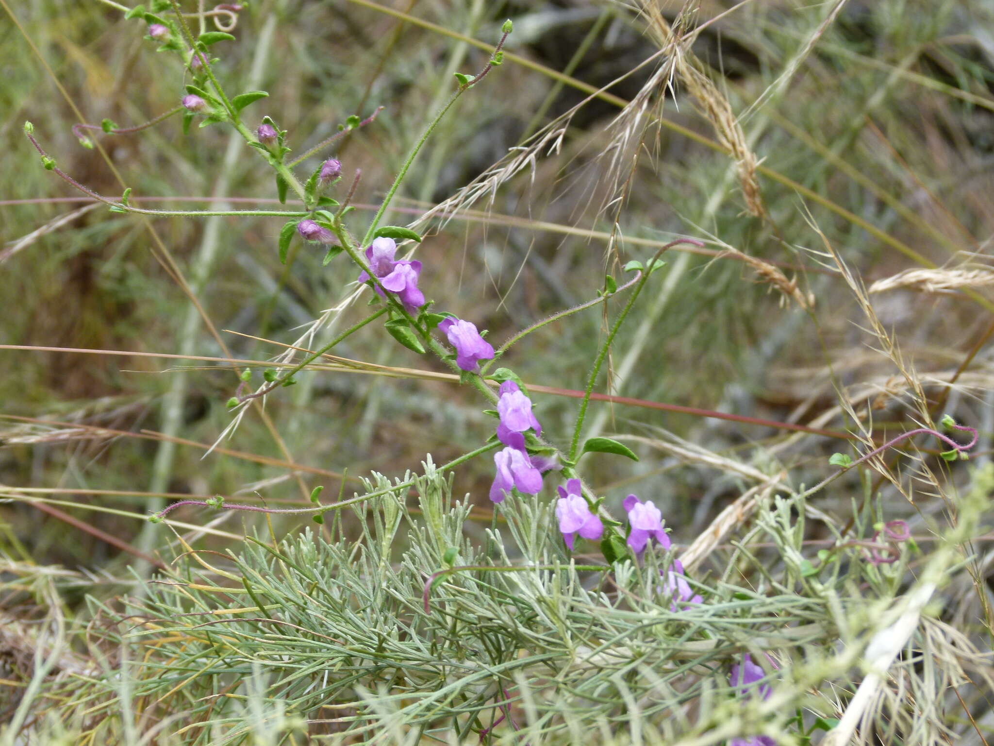 Image de <i>Sairocarpus <i>vexillocalyculatus</i></i> subsp. vexillocalyculatus