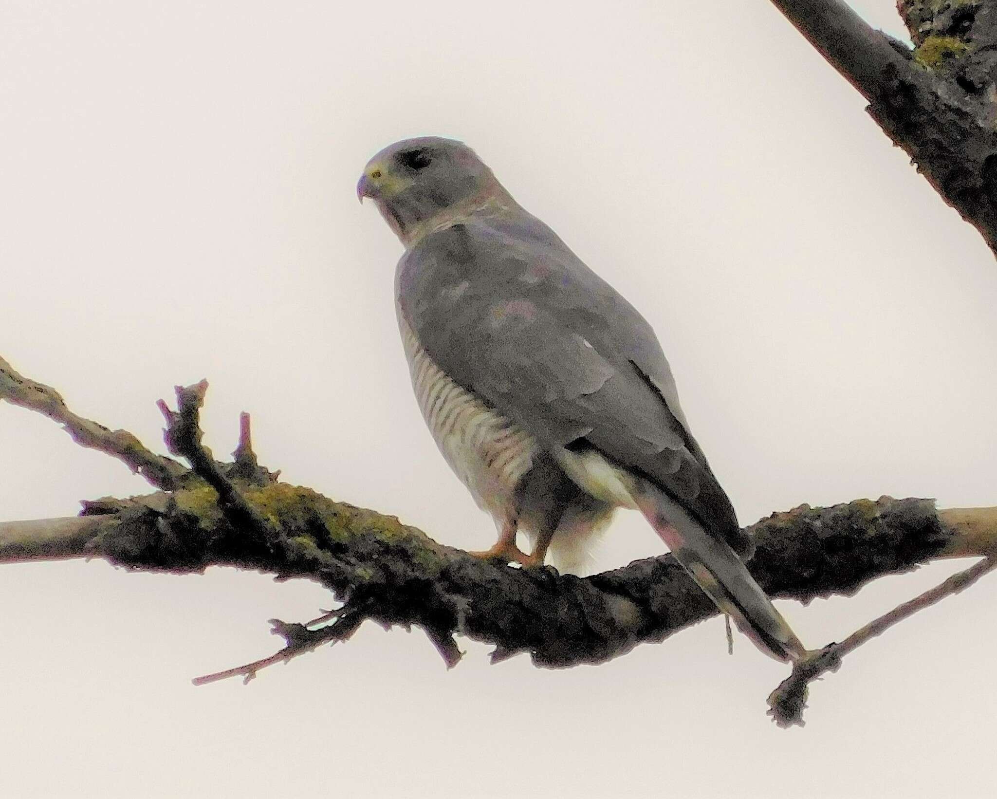 Image of Levant Sparrowhawk