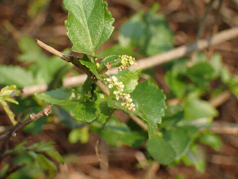 Image of Acalypha glabrata Thunb.