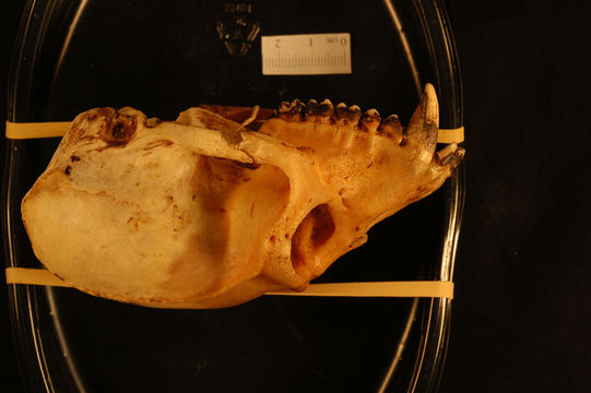 Image of <i>Colobus polykomos matschiei</i>
