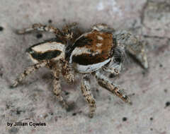 Image of Habronattus conjunctus (Banks 1898)