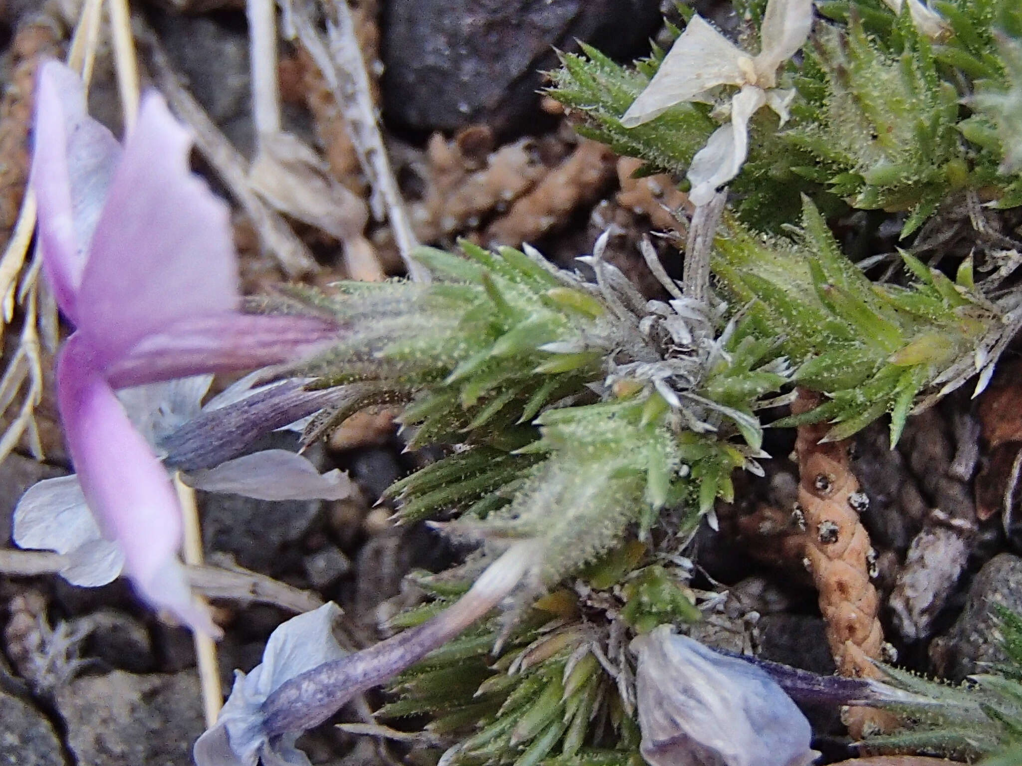 Image of Phlox caespitosa subsp. caespitosa