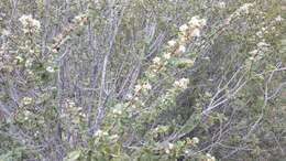 Image of desert ceanothus