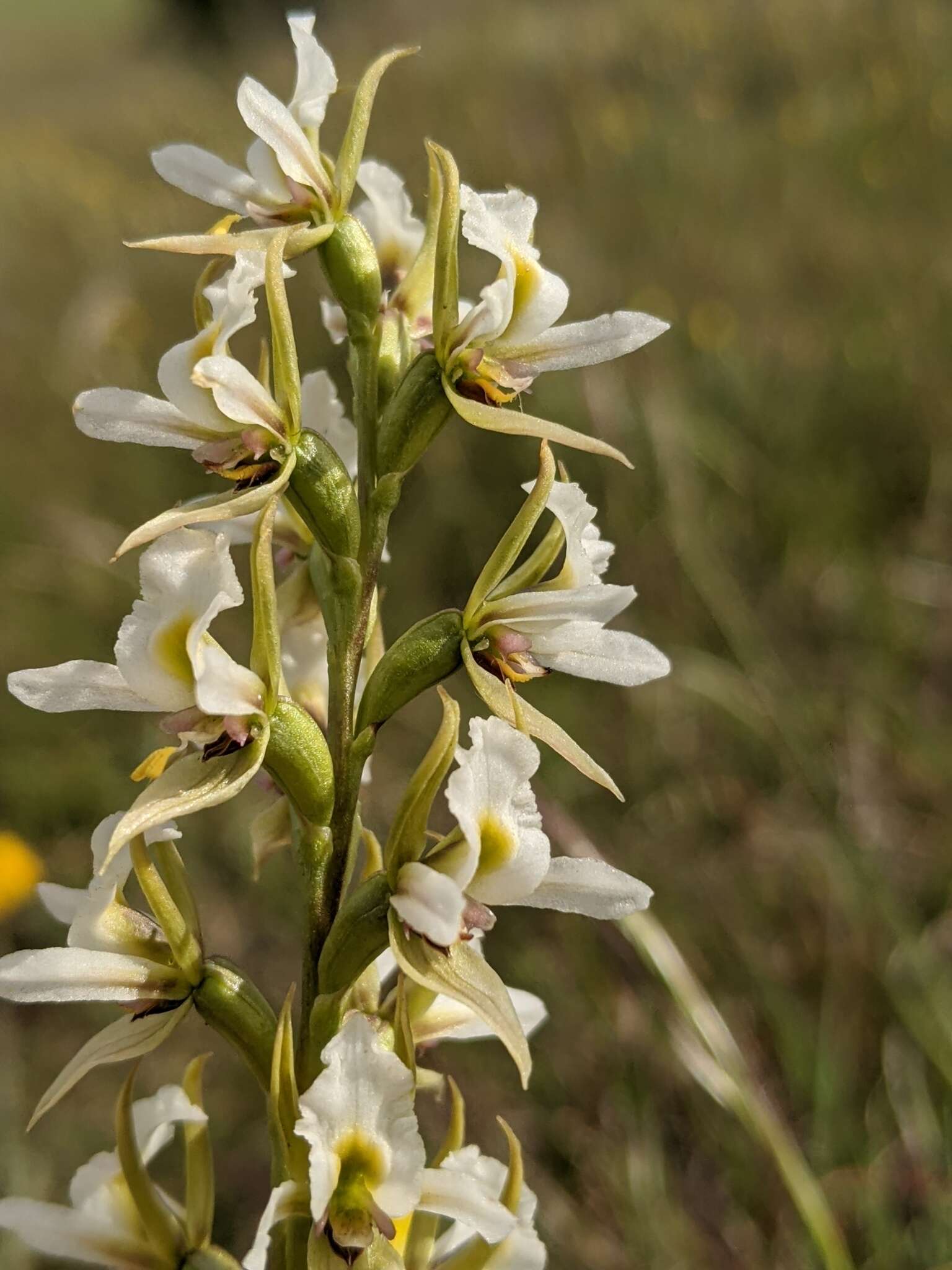 Imagem de Prasophyllum tunbridgense D. L. Jones