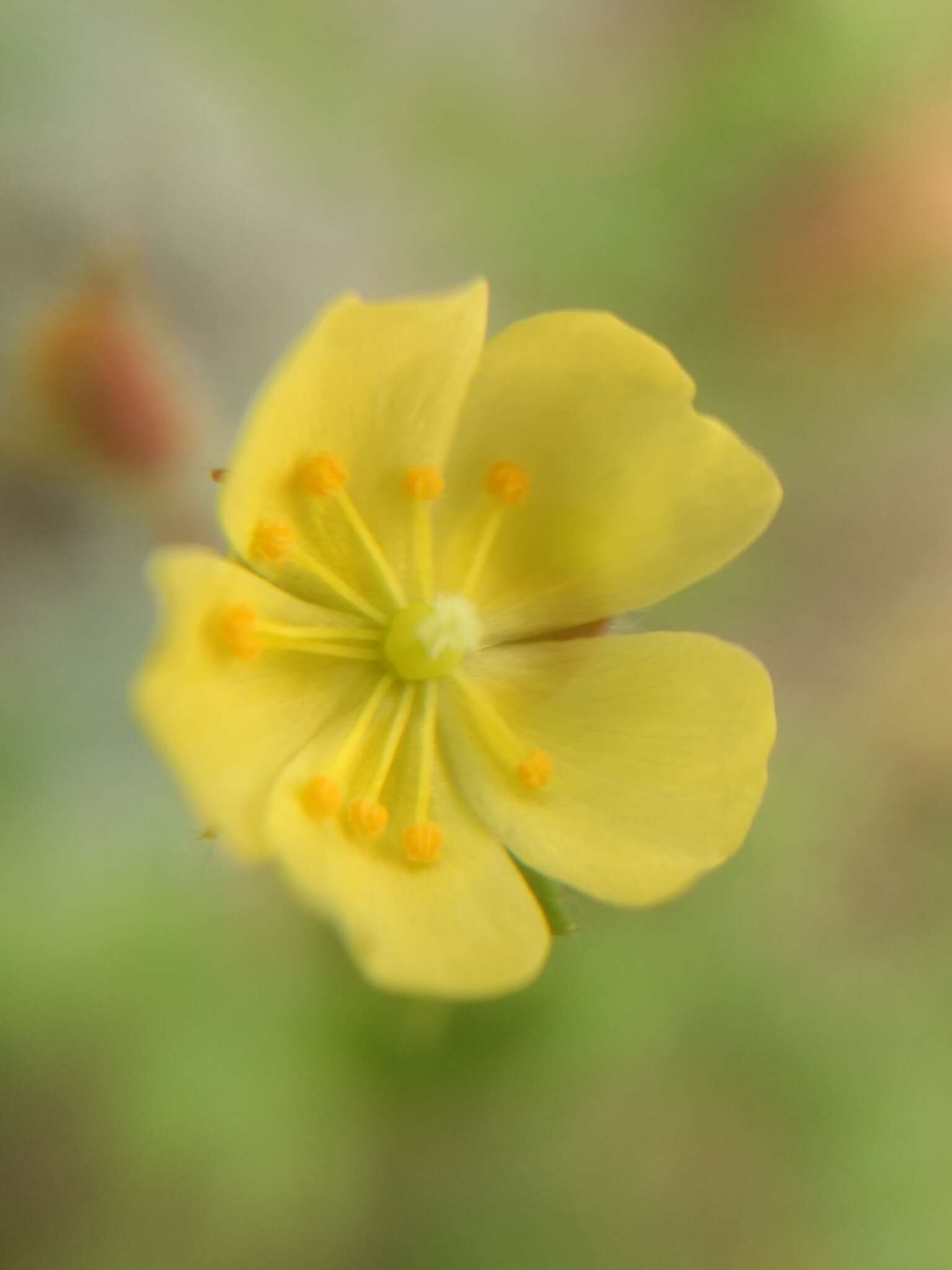 Image of Crocanthemum patens (Hemsl.)