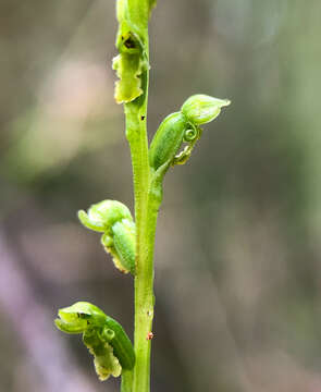 Image of Sweet onion orchid