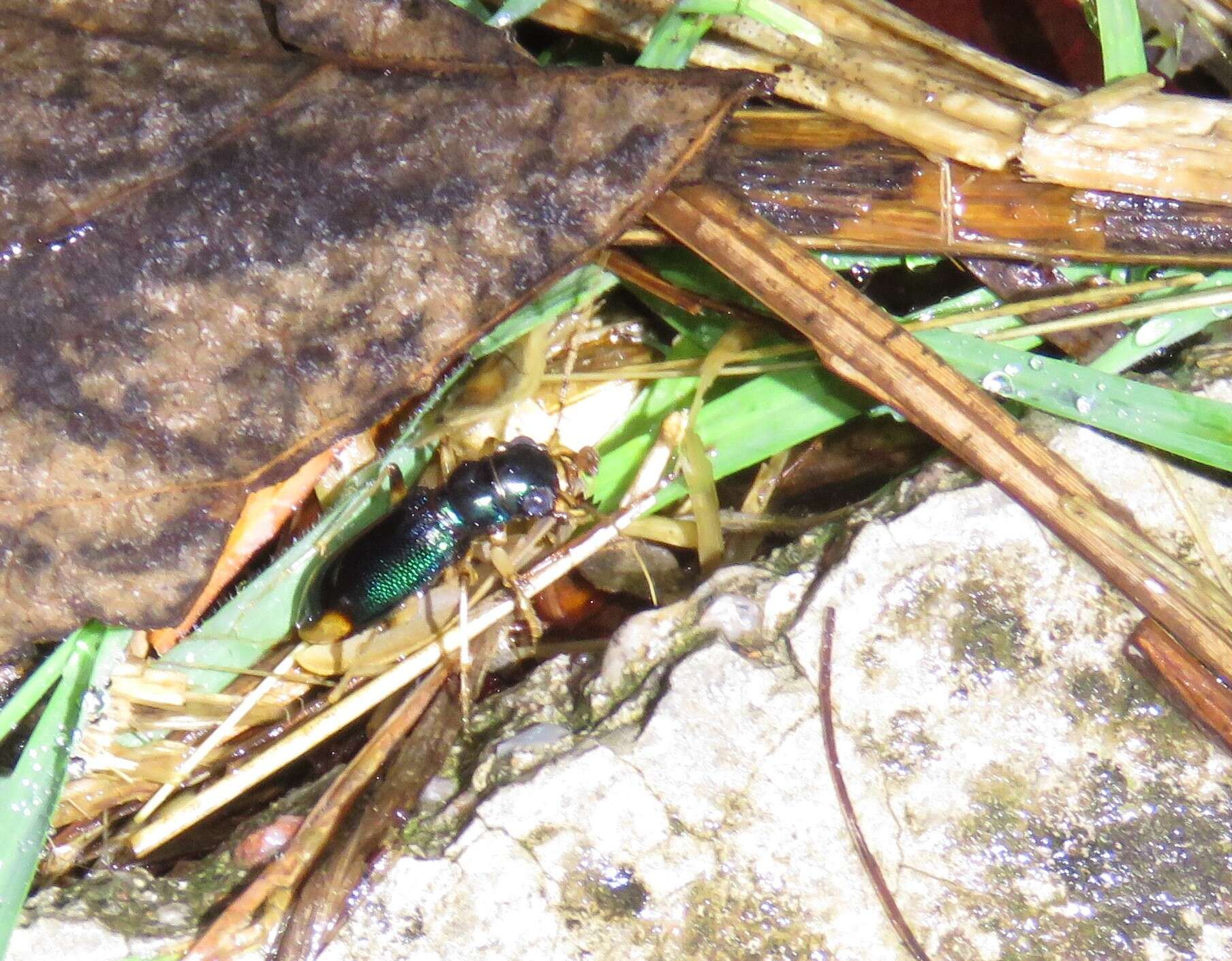 Image of Tetracha (Neotetracha) affinis (Dejean 1825)