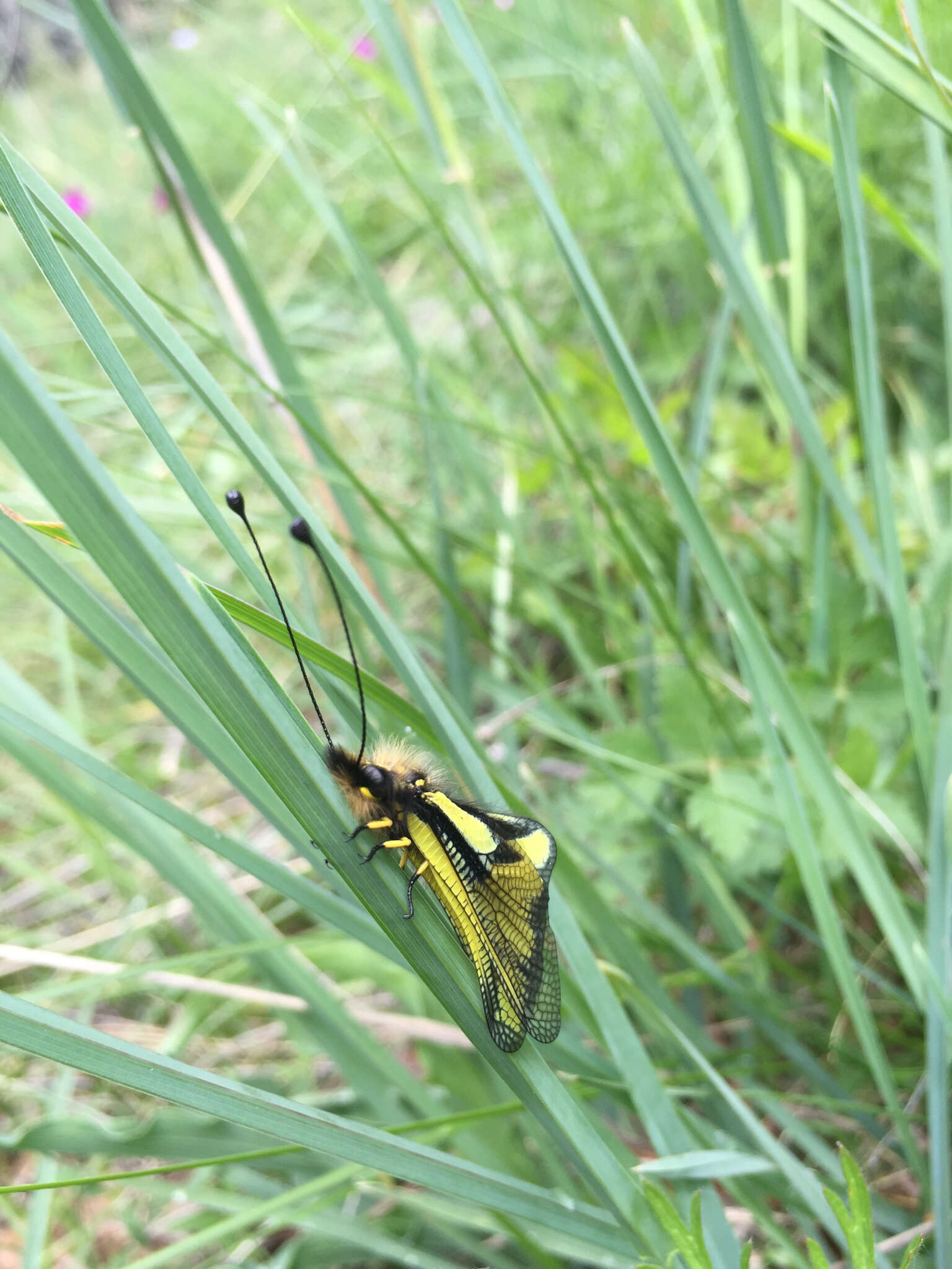 Image of Owly sulphur