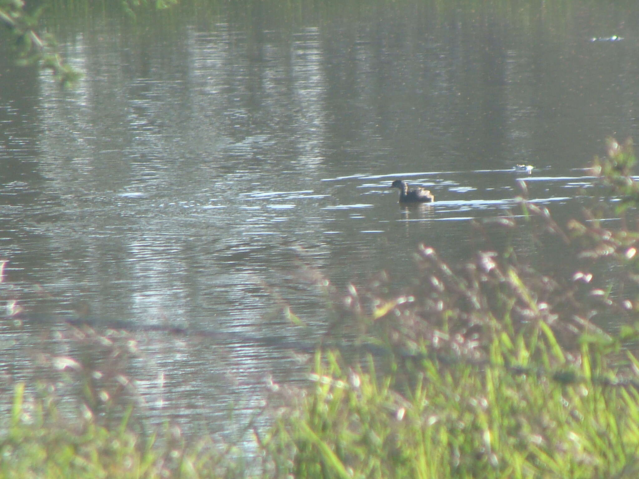 Image of Least Grebe