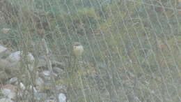 Image of Gray-hooded Parakeet