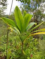 Image of tiplant