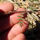 Image of Descurainia erodiifolia (Phil.) Prantl ex Reiche