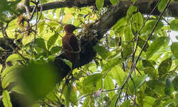 Image of Cinnamon Woodpecker