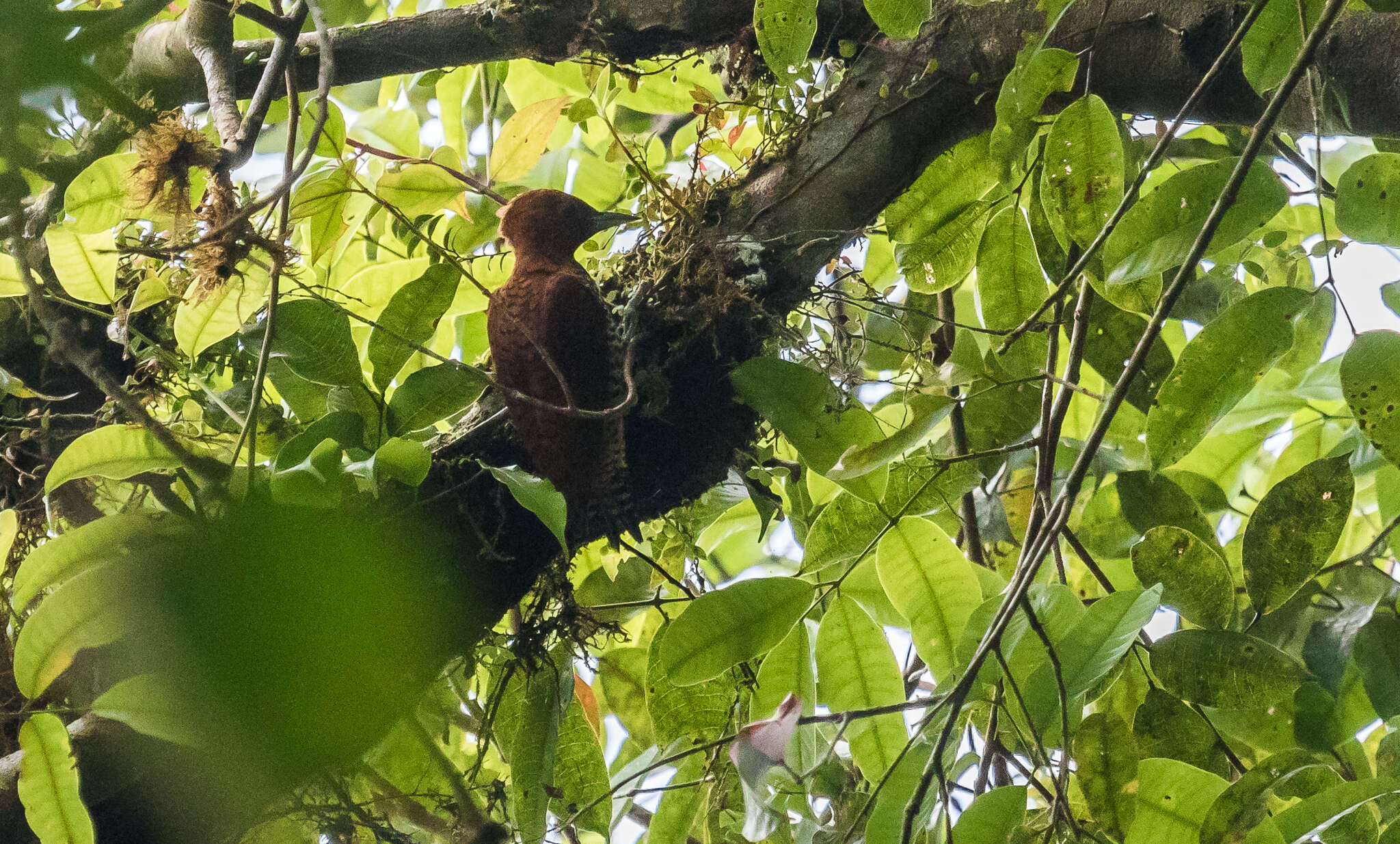 Image of Cinnamon Woodpecker