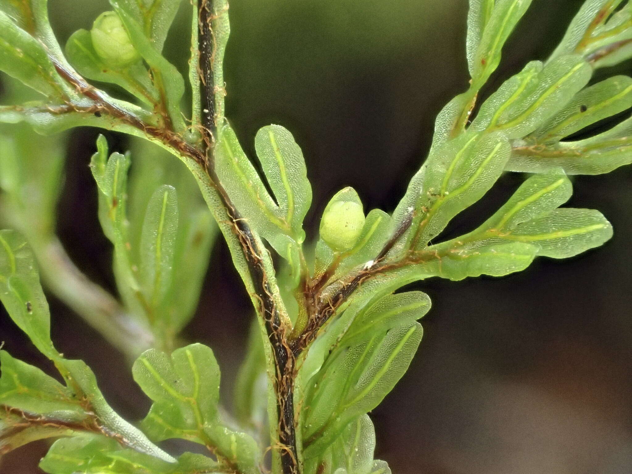 Image de Hymenophyllum villosum Col.