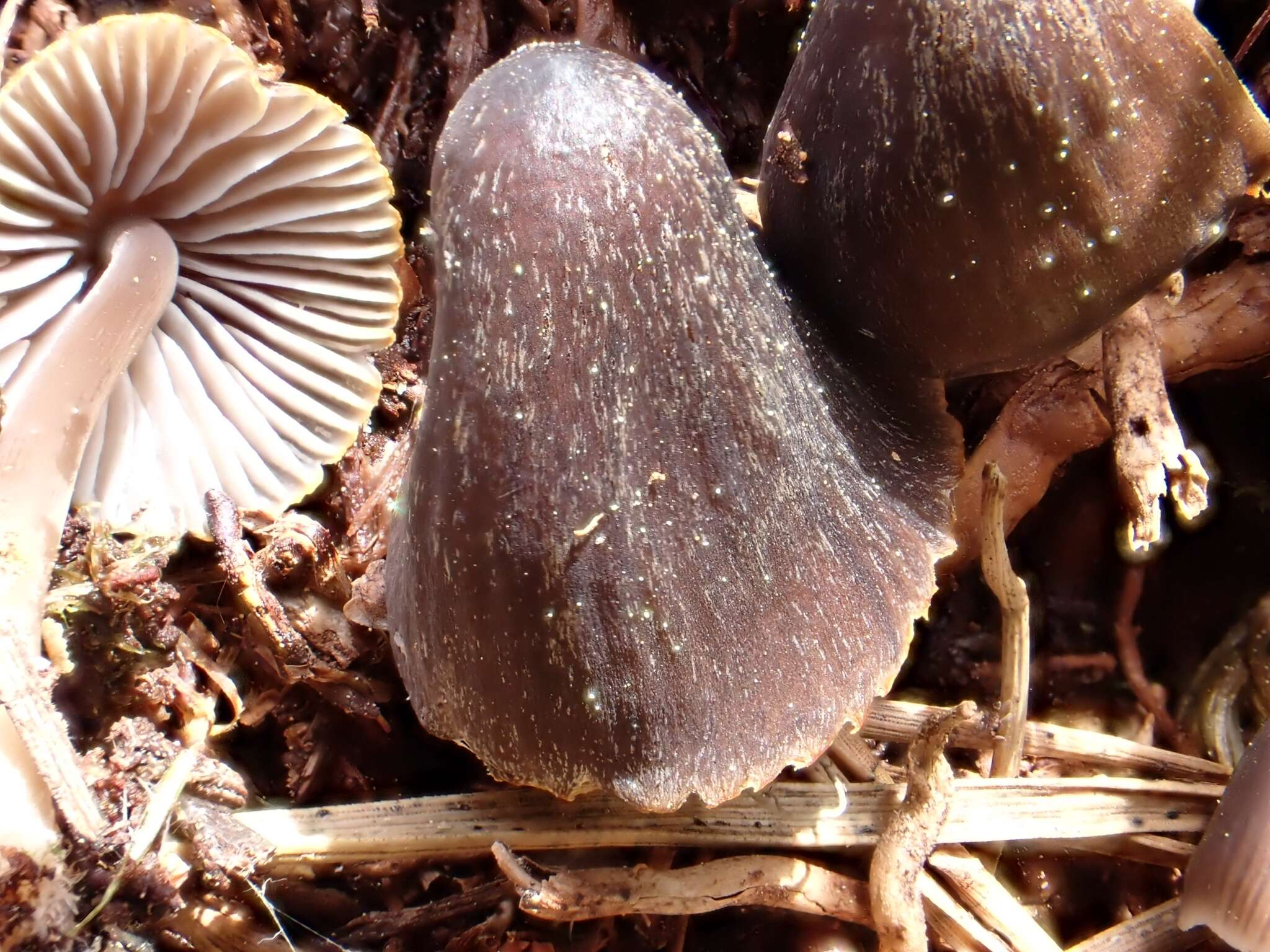 Mycena silvae-nigrae Maas Geest. & Schwöbel 1987 resmi