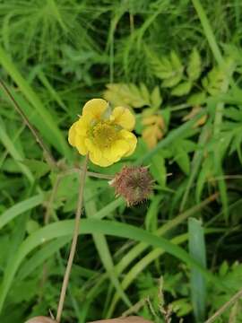 Image of Geum meinshausenii Gams.