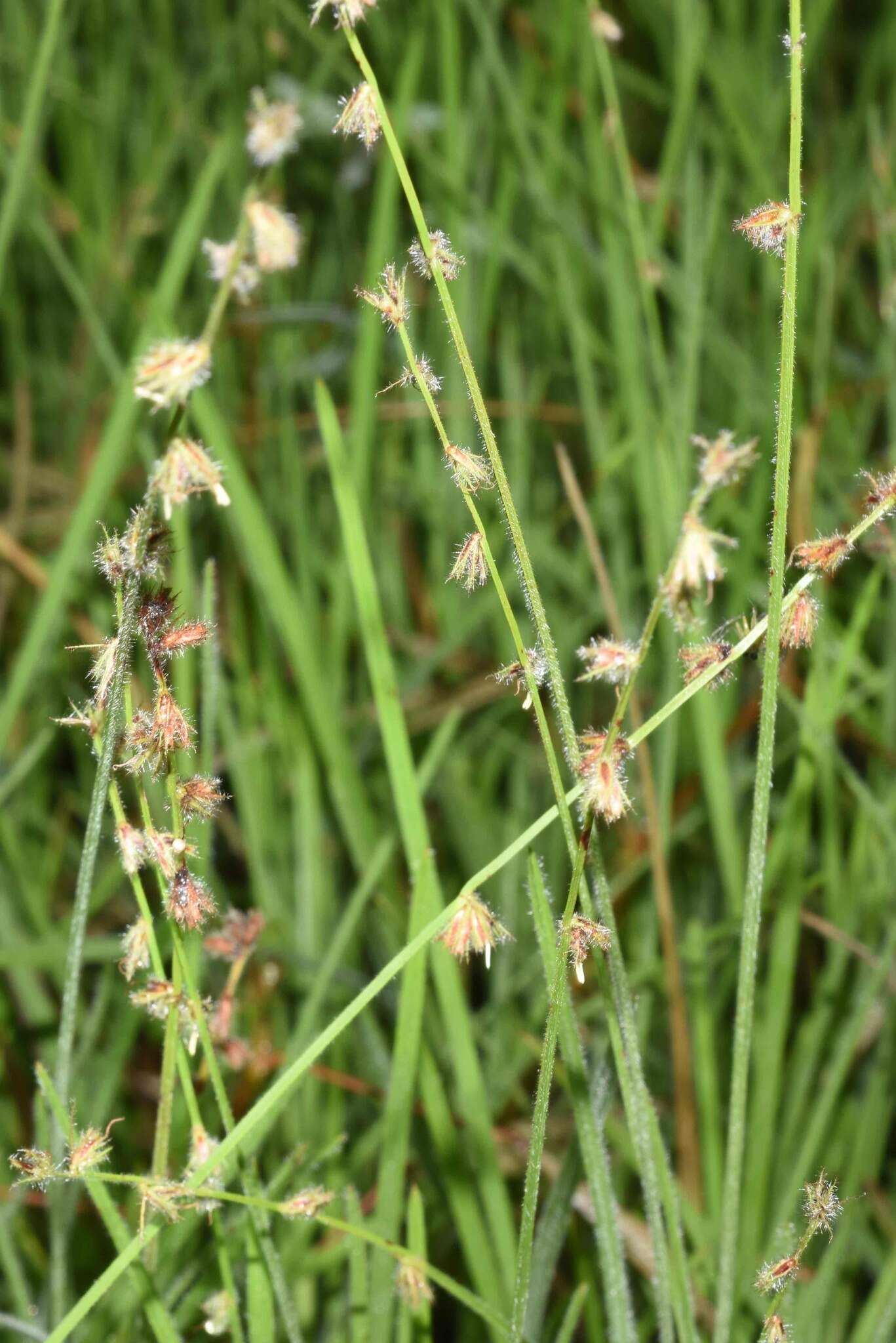 Image of River-Swamp Nut-Rush