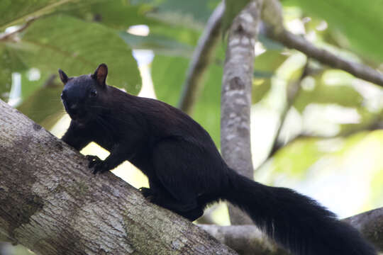 Image of Sciurus variegatoides melania (Gray 1867)