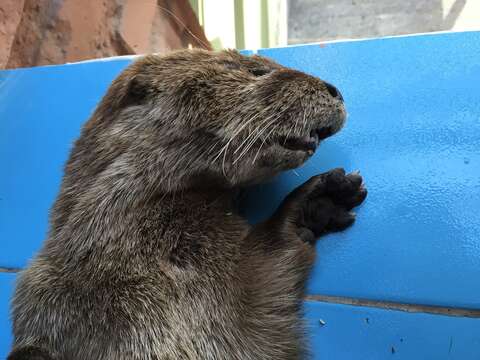 Image of Marine Otter