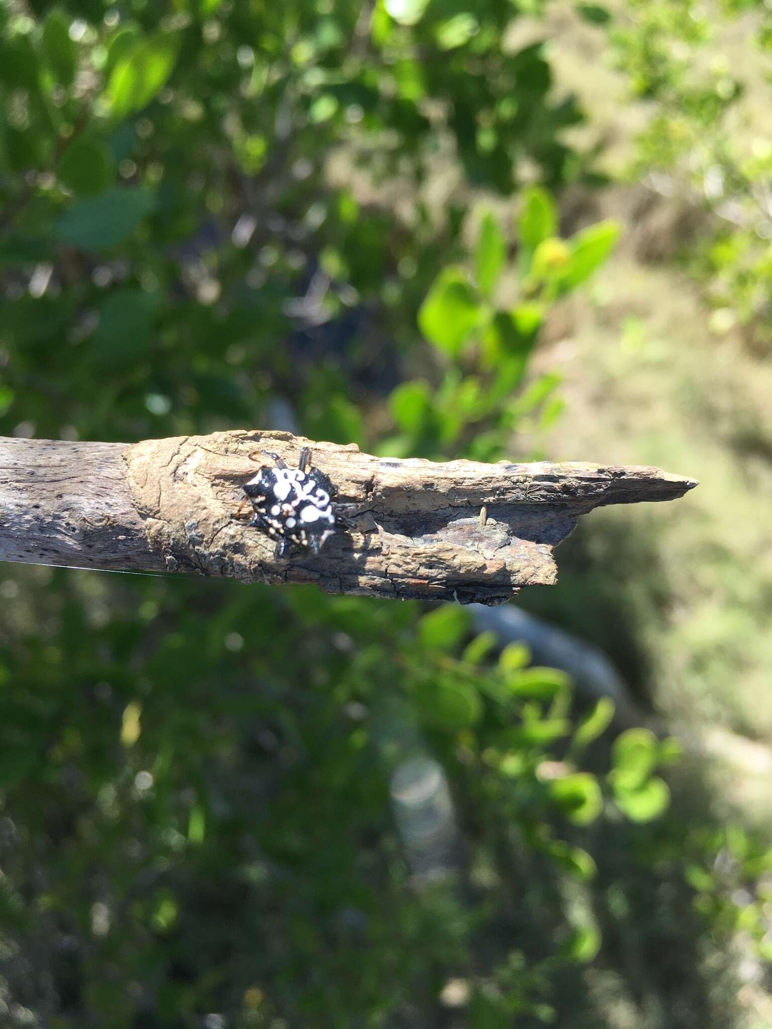 Image of Spiny orb-weavers