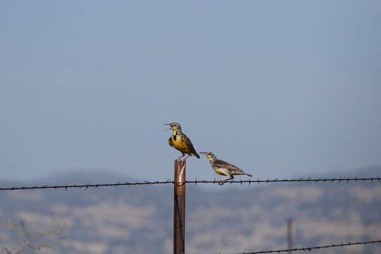 Image of Meadowlark