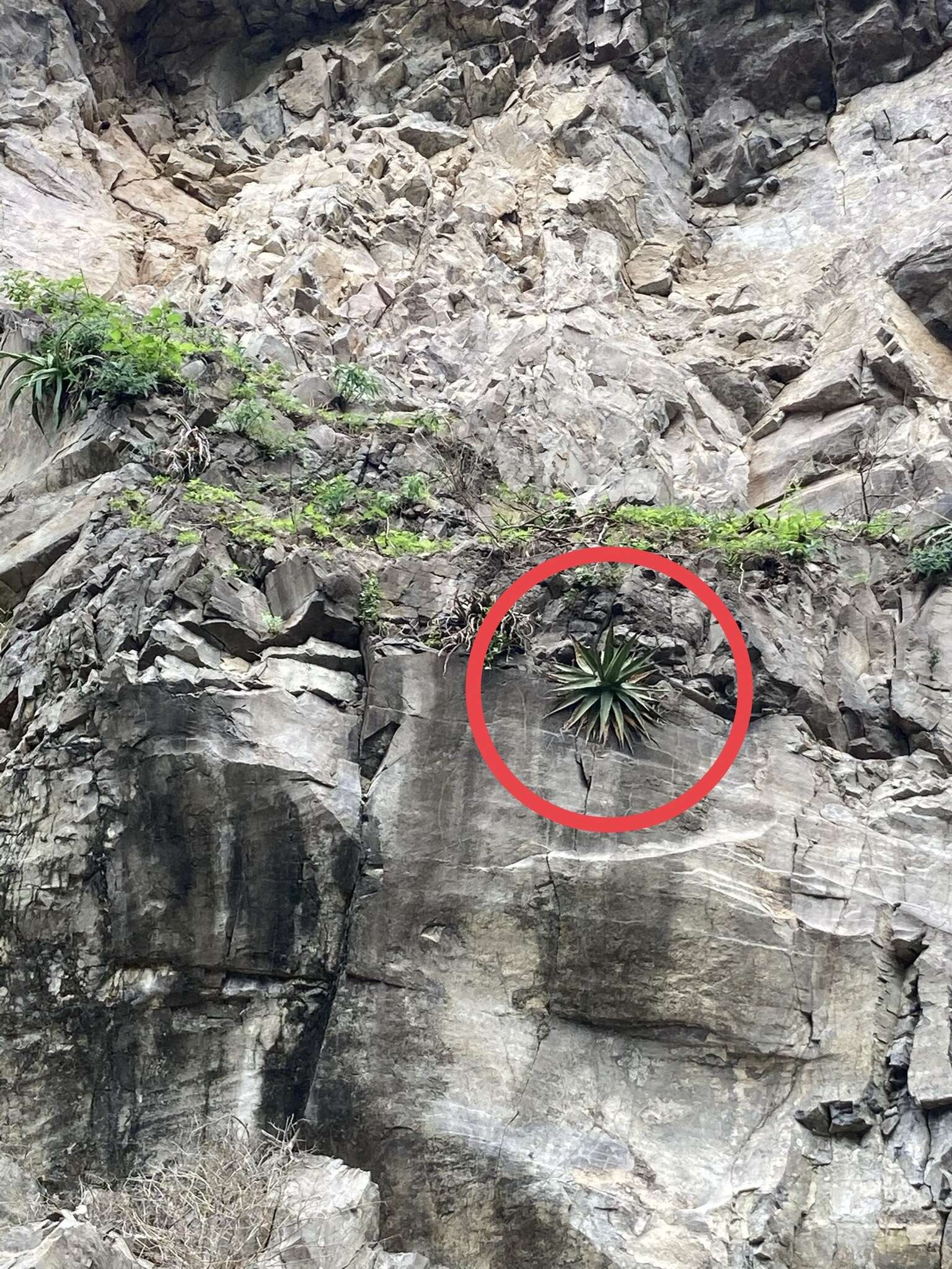 Image of Agave arcedianoensis Cházaro, O. M. Valencia & A. Vázquez