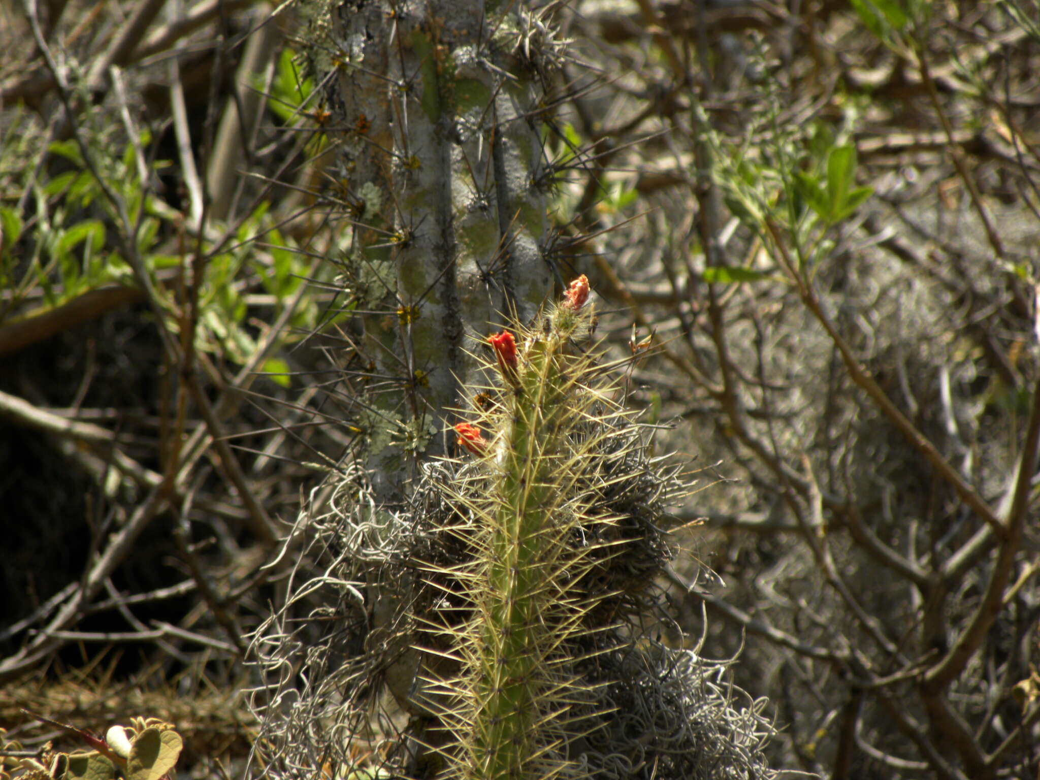 Corryocactus erectus (Backeb.) F. Ritter resmi