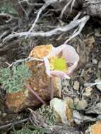 Слика од Ranunculus andersonii A. Gray