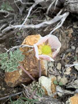 Слика од Ranunculus andersonii A. Gray