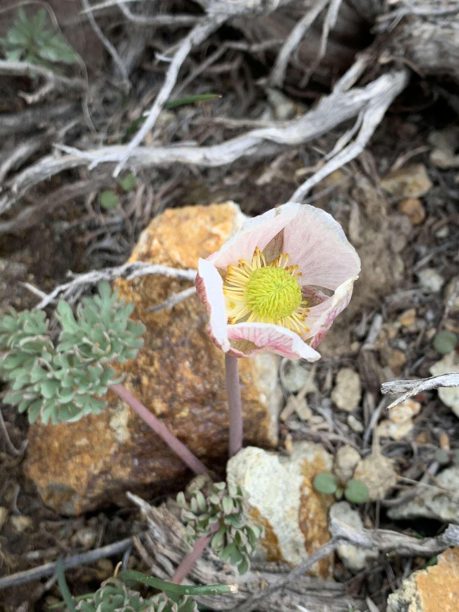 Слика од Ranunculus andersonii A. Gray