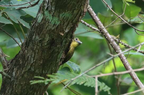 Image of Yellow-bearded Bulbul