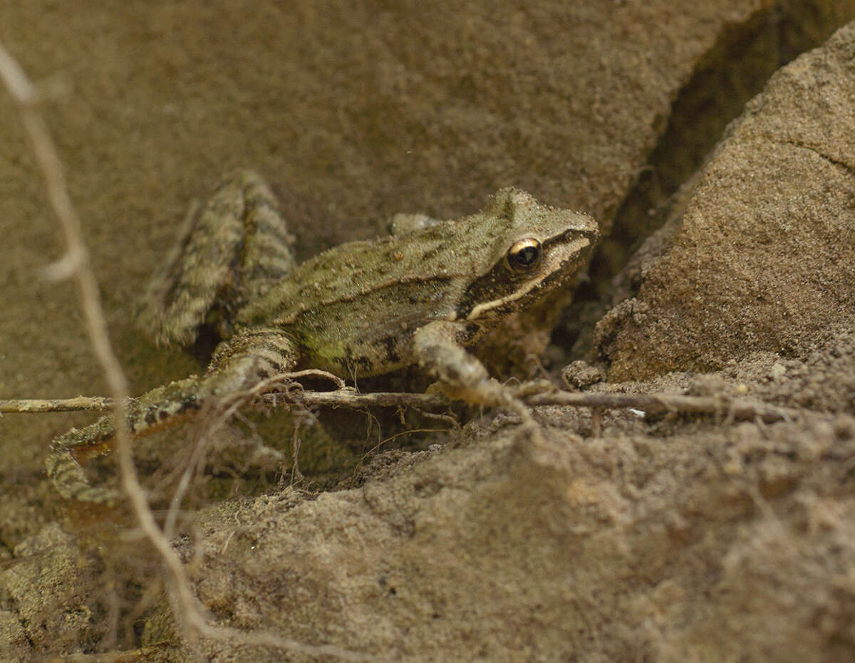 Imagem de Rana macrocnemis Boulenger 1885