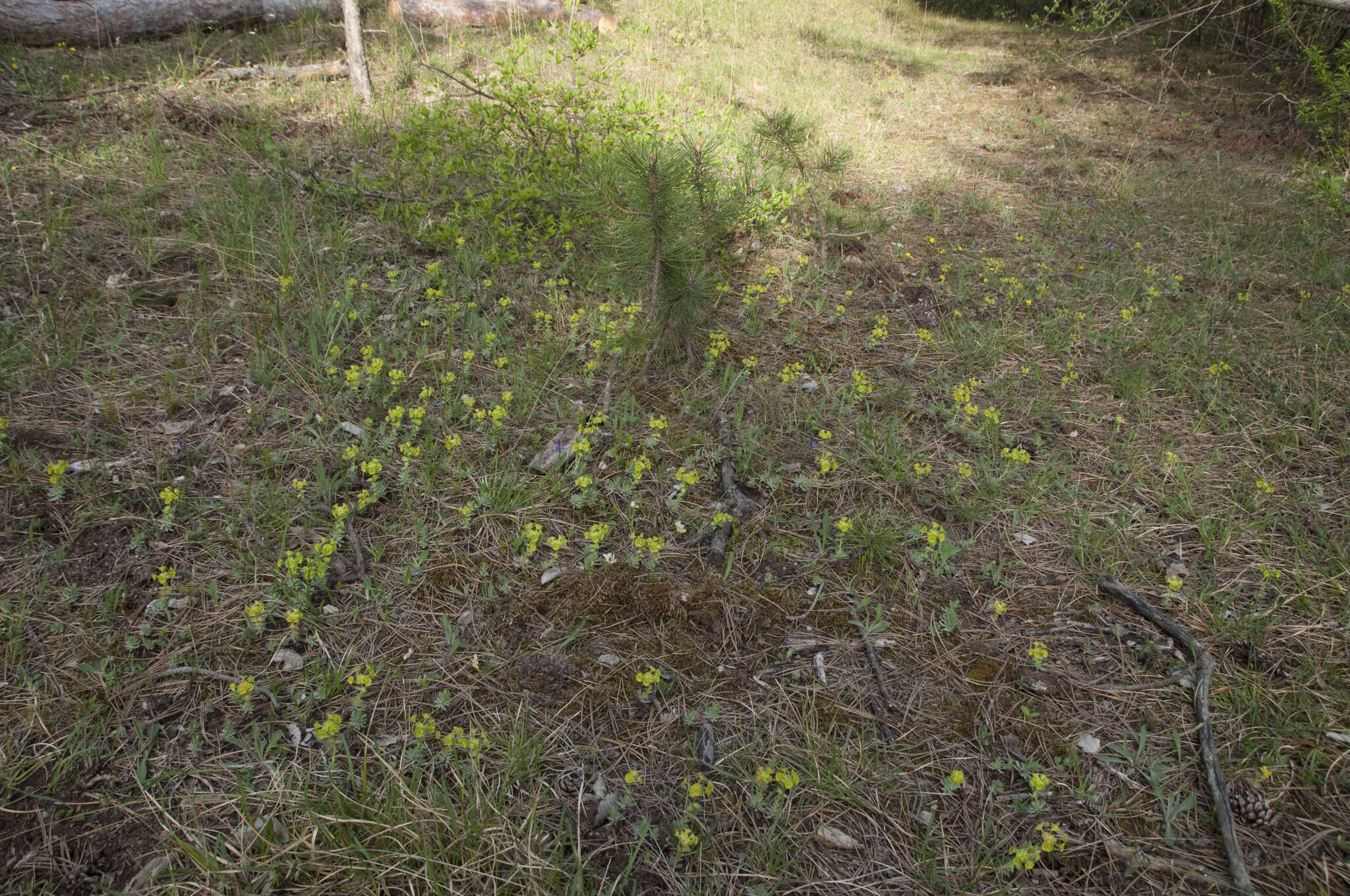 Sivun Euphorbia saxatilis Jacq. kuva