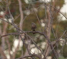 Image of Hartlaub's Babbler