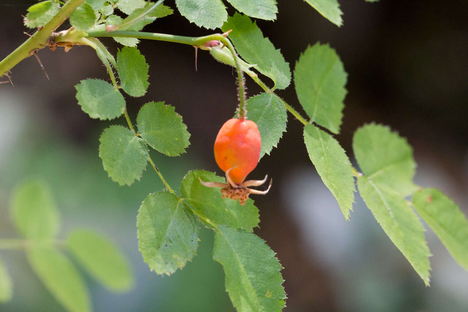 Imagem de Rosa gymnocarpa Nutt. ex Torr. & Gray