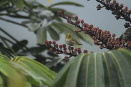 Zosterops lateralis griseonota Gray & GR 1859 resmi