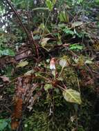 Image of Shortia rotundifolia (Maxim.) Makino