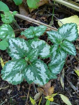 Imagem de Lamium galeobdolon (L.) L.