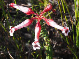 Image of Erica aristata Andr.