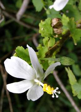 Imagem de Hibiscus meyeri subsp. meyeri