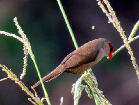 Image de Estrilda astrild tenebridorsa Clancey 1957