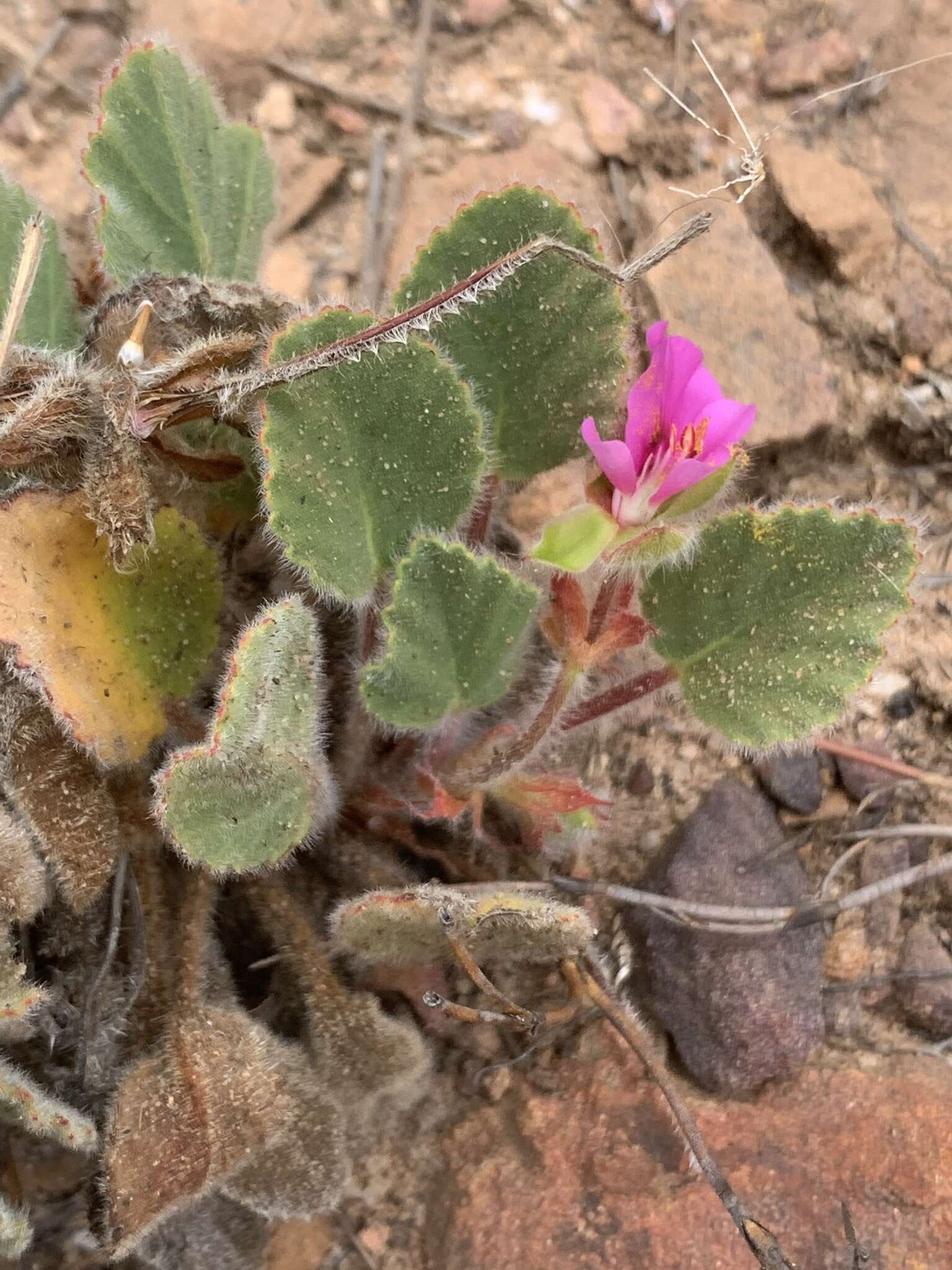 Imagem de Pelargonium ovale subsp. hyalinum L. Hugo