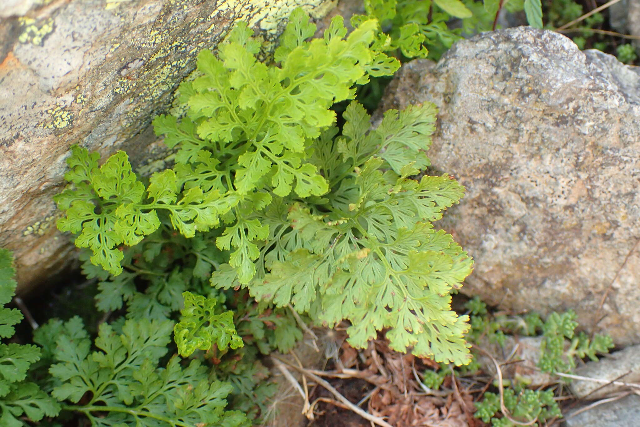 Image of parsley fern