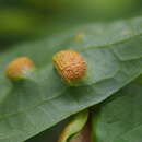 Imagem de Puccinia alnetorum Gäum. 1941