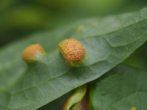 Imagem de Puccinia alnetorum Gäum. 1941