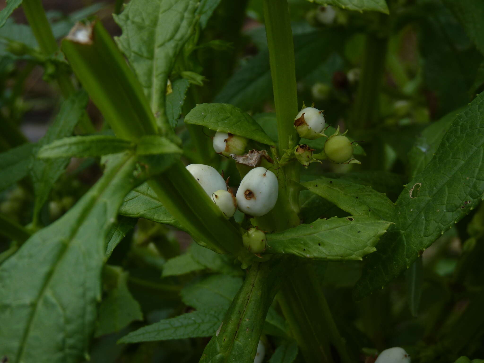 Image of Leucocarpus perfoliatus (Kunth) Benth.