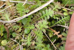 صورة Leptinella squalida subsp. mediana (D. Lloyd) D. G. Lloyd & C. J. Webb